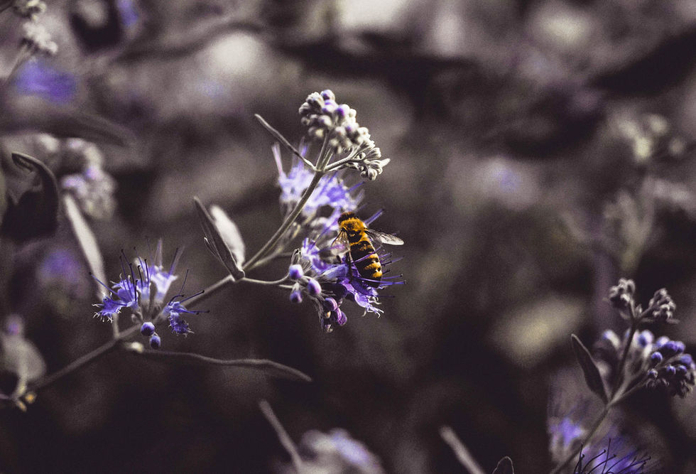 BEE PURPLE.jpg