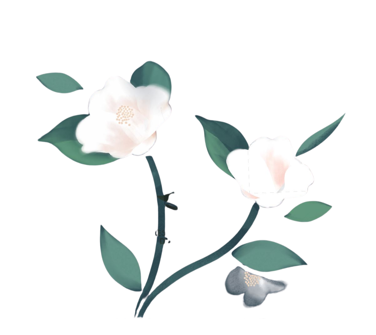 Illustration de deux fleurs blanches épanouies avec des feuilles vertes sur fond noir.