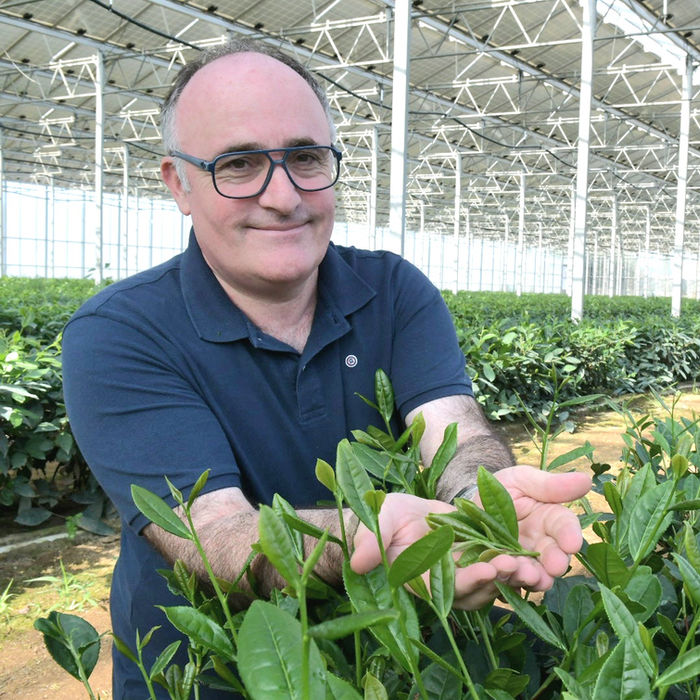 Homme inspectant des plants de thé dans une serre.