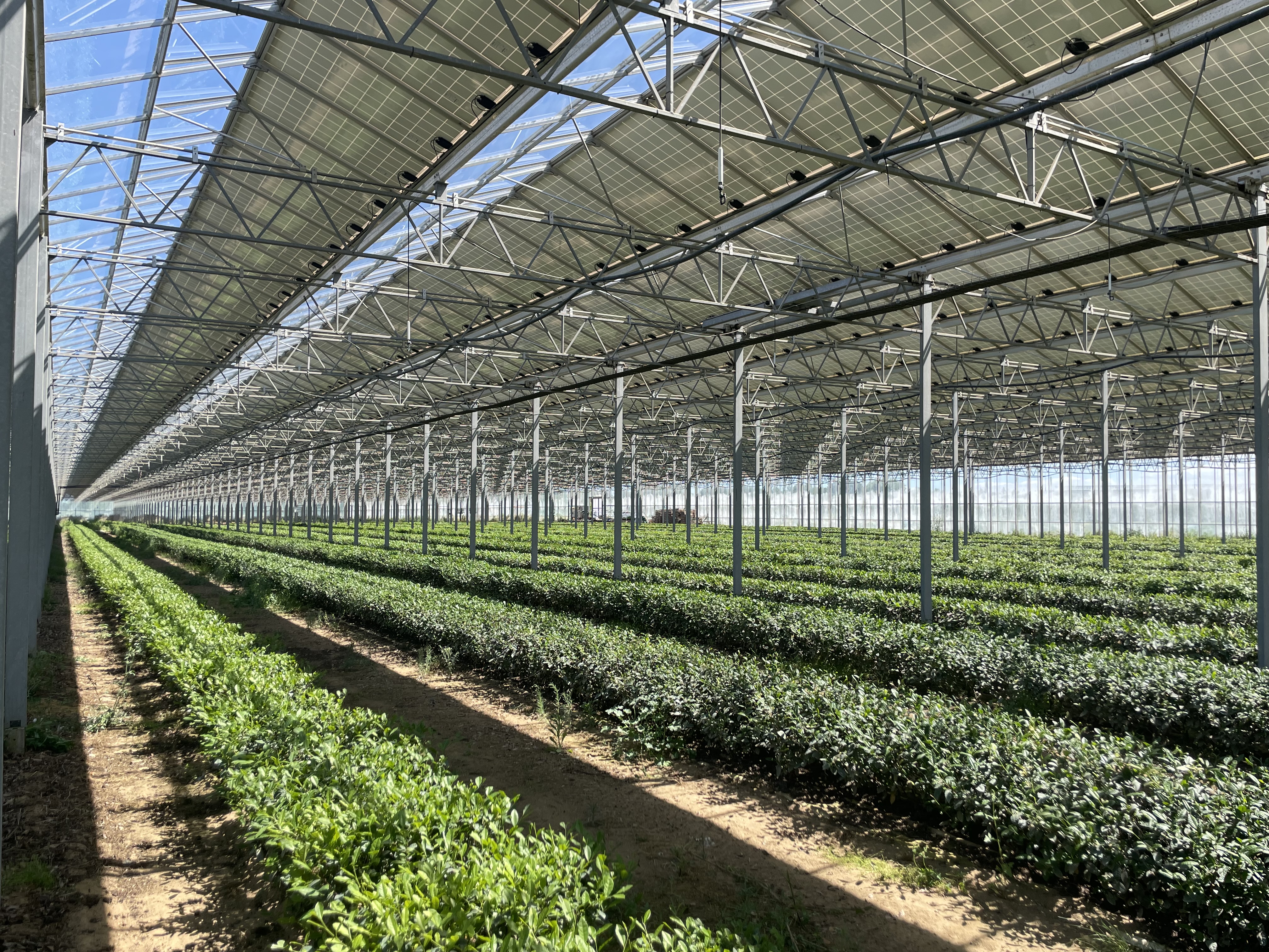 Serre agricole avec panneaux solaires sur le toit.