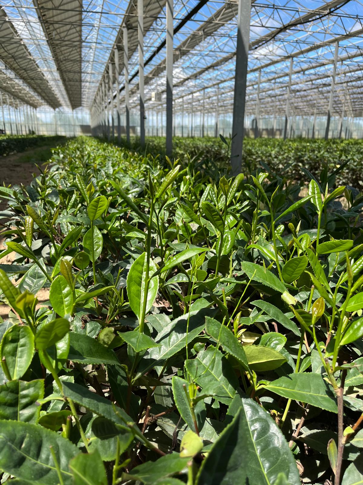 Plants de thé en croissance dans une serre moderne.
