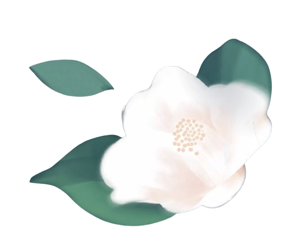 Pink Poppy Flowers