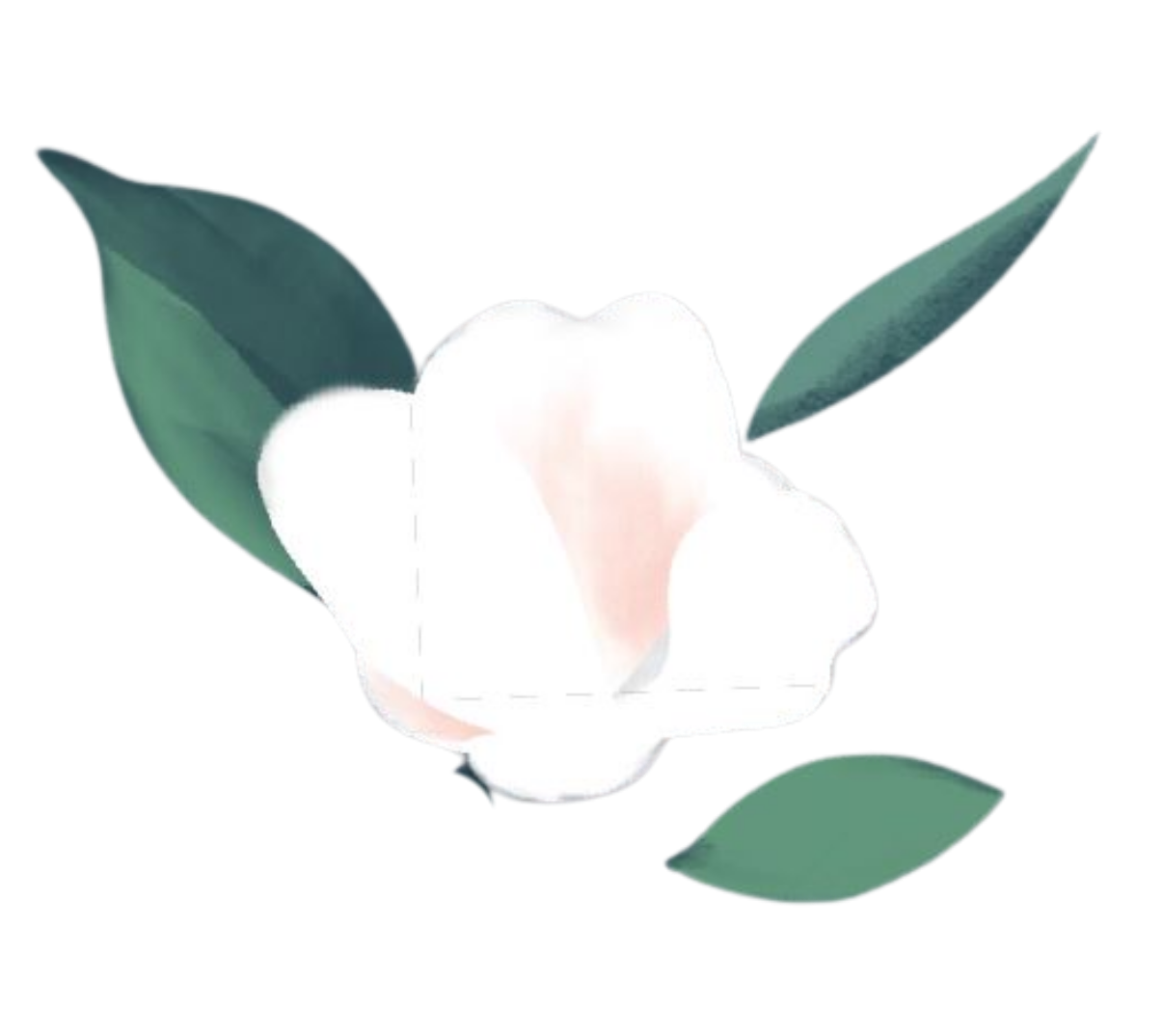 Illustration d'une fleur blanche avec feuilles vertes.