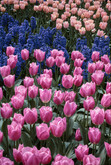 Spring Beauties