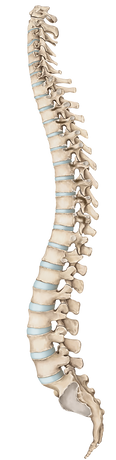 coluna-vertebra-instituto.png