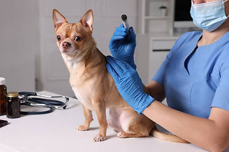 Moxa-Therapie Anwendung beim Hund