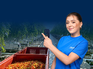 web-tomaten-post-3.jpg