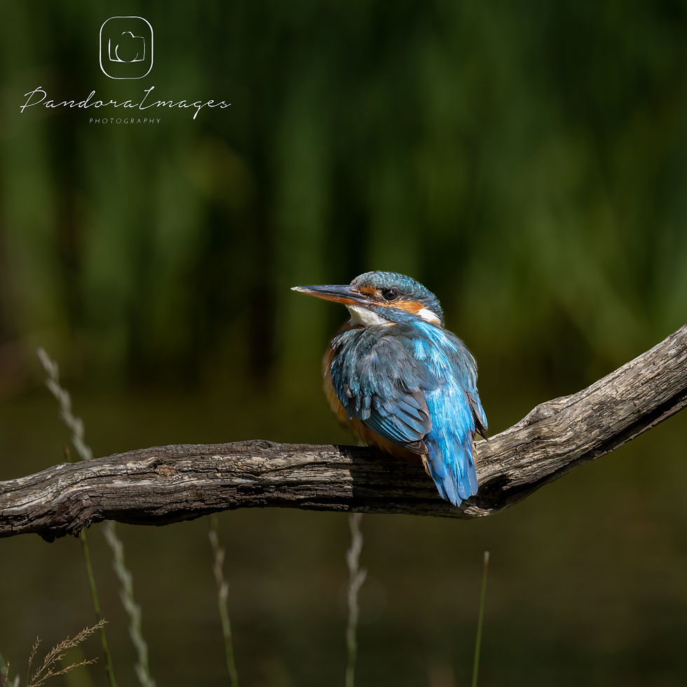 Thumbnail: Kingfisher photography experience 14th June
