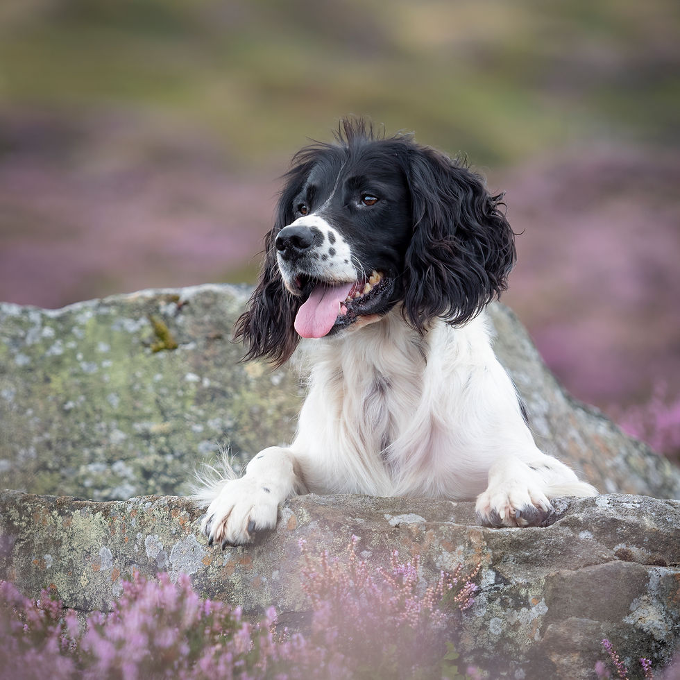 Thumbnail: CREATIVE PORTRAITS - DOG PHOTOGRAPHY HEATHER AND MOORS Fri, Aug 14th