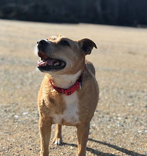 Fat Dog.jpeg