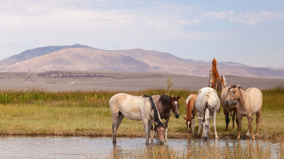 World Cup Wanderlust: Nevada Road Trips Offer the Ultimate USA Adventure Beyond the FIFA World Cup