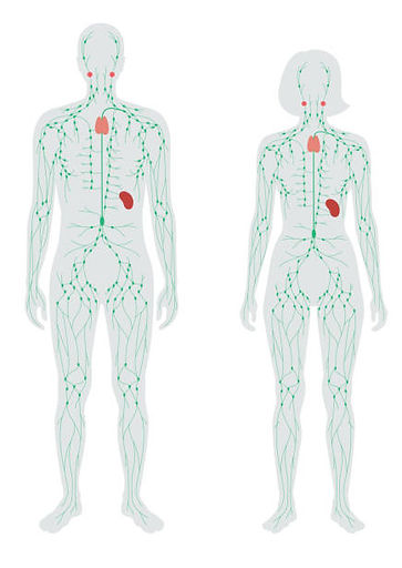 Drainage lymphatique, circulation, oedème, système immunitaire, fatigue, douleurs