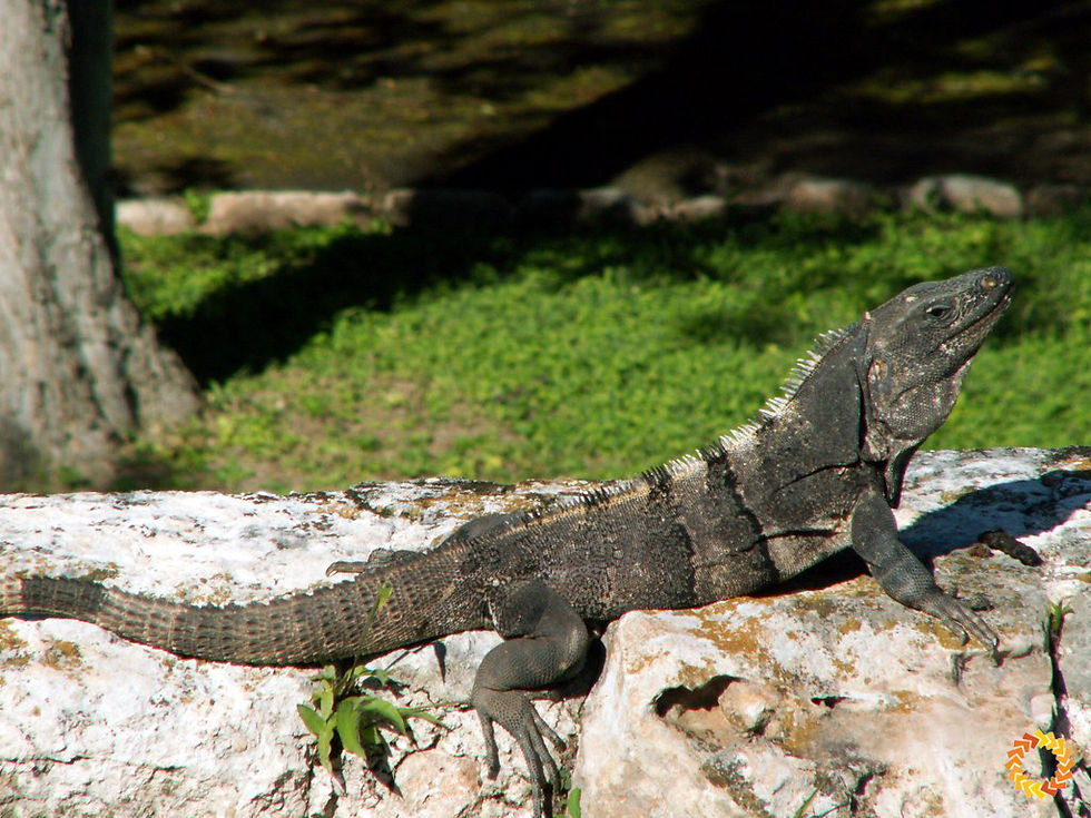 Iguana