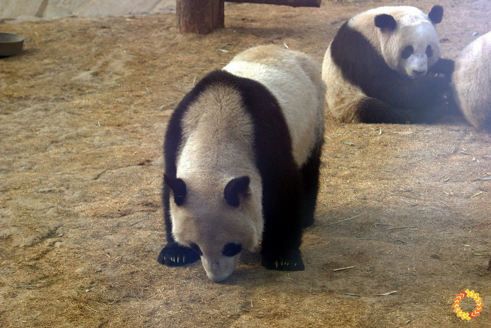 Panda