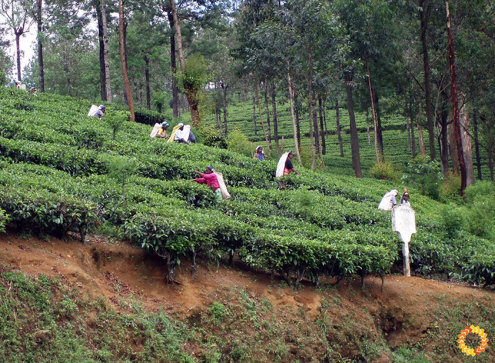 Plantacja herbaty