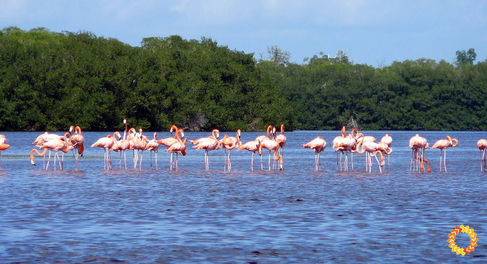Stado flamingów