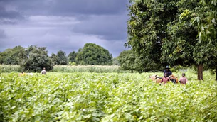 Culture du coton au Mali : Les objectifs de départ, restent les mêmes