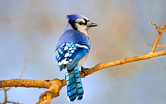 bluejay.jpg