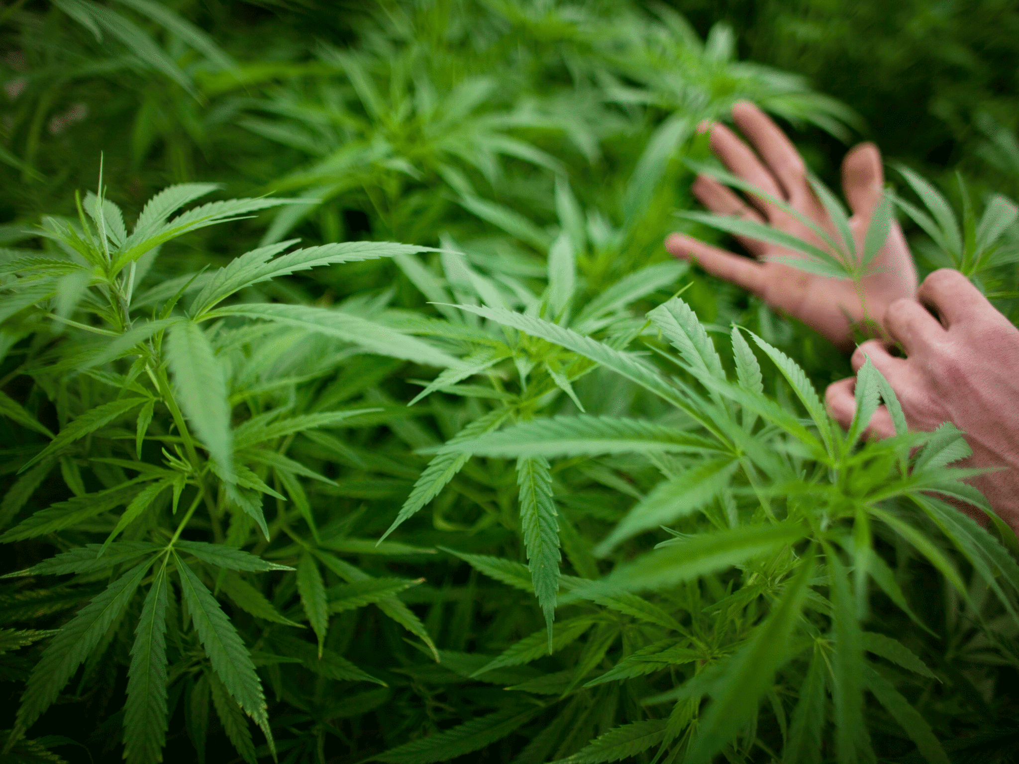weedfarm.gif