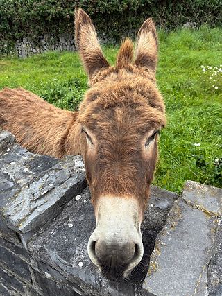 A friendly Inishmore donkey