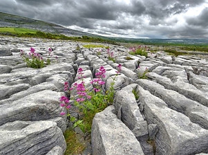 Life amidst the cracked Burren stone "pavement