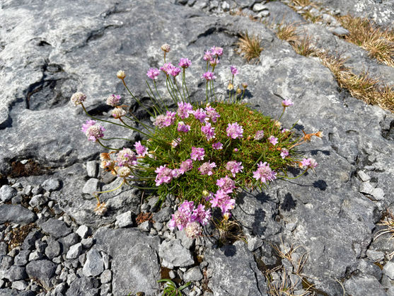 Bright flowers grow in the cracks of the Burren's limestone