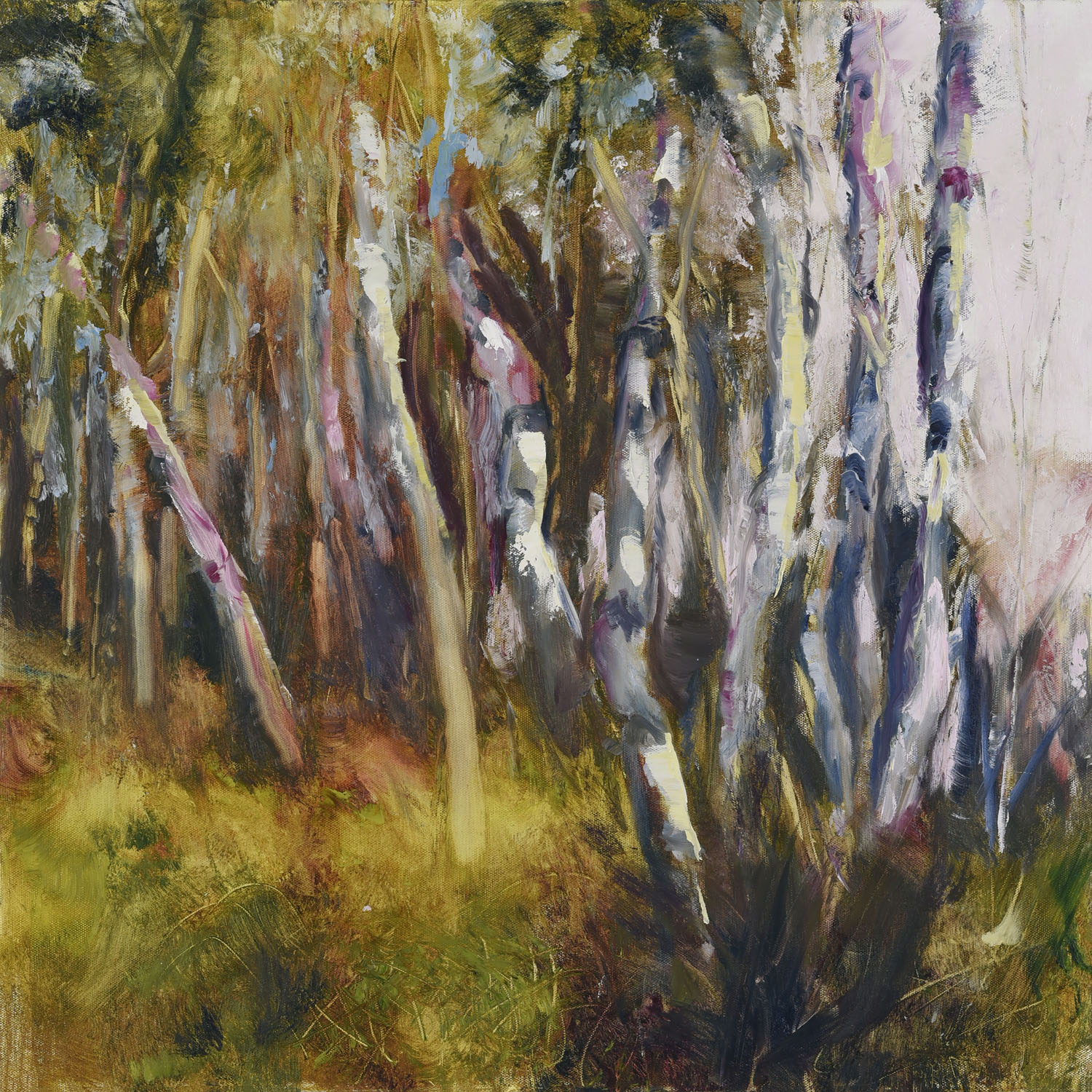 Birch Tree in the Spring