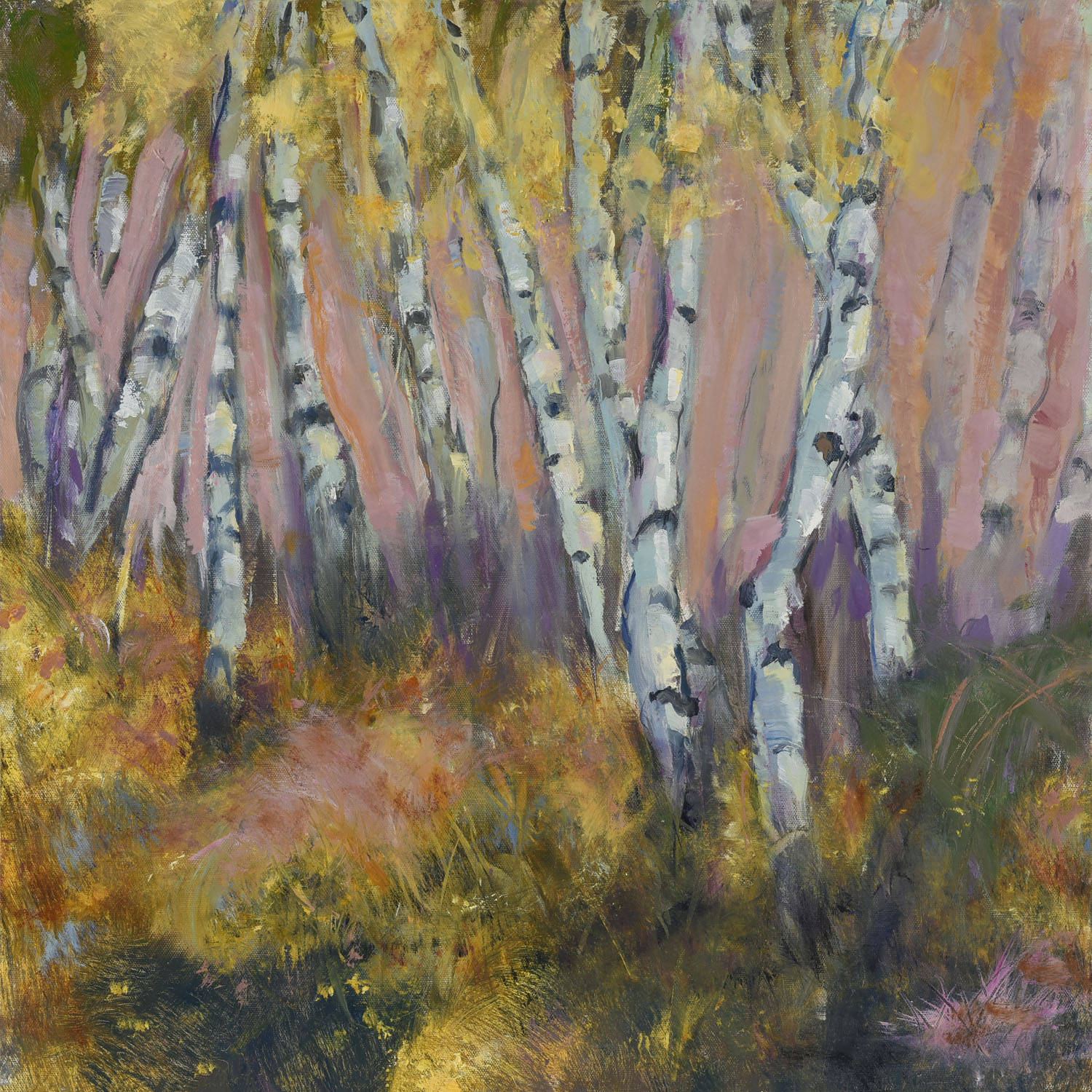 Field of Birch Trees