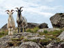 Two Nomadic Burren Goats
