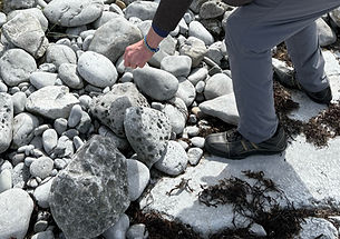 The fossilized rocks of the Burren