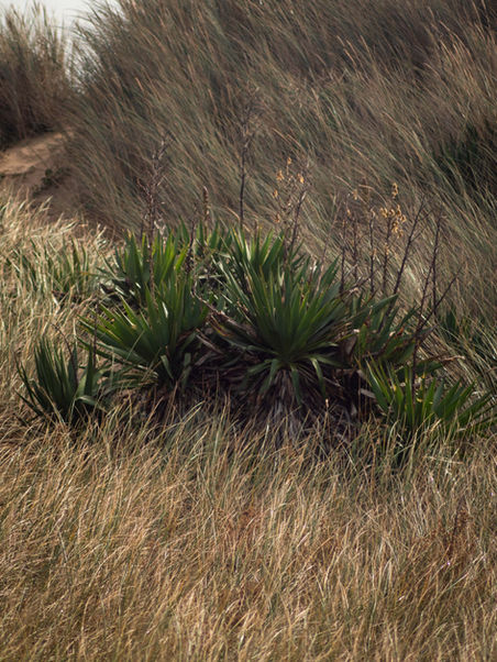 détails de paysage de l'ile de ré. Fleurs des dunes