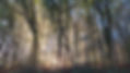 foret-lumière-ploermel-val-doust.jpg