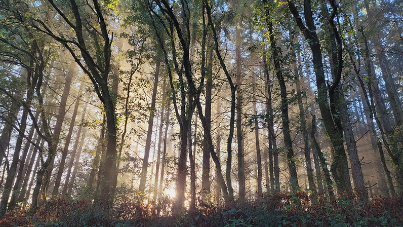 foret-lumière-ploermel-val-doust.jpg