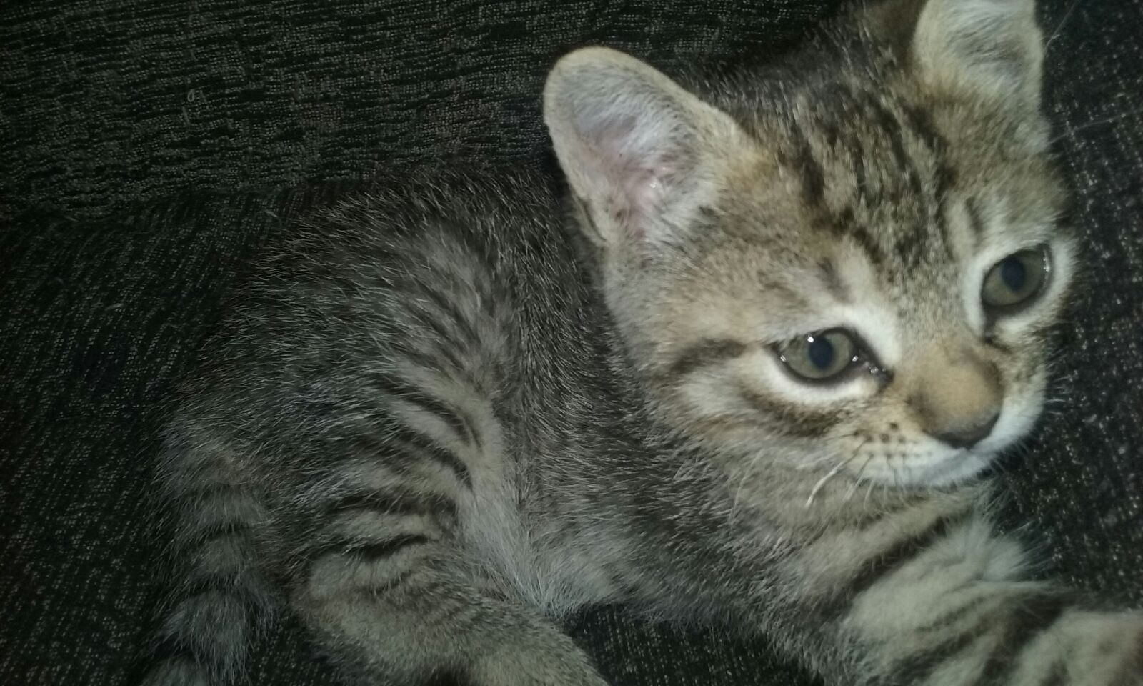 Nala