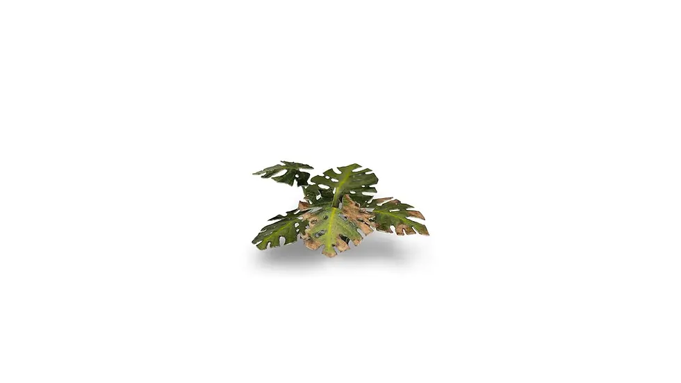 Thumbnail: Monstera