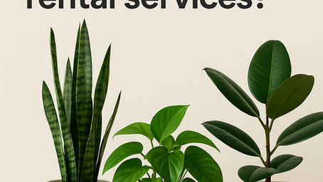 The Complete Guide to Office Plant Rental in Toronto