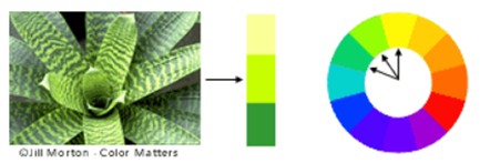 Analogus colour harmony