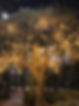 Olive tre with lights.jpg