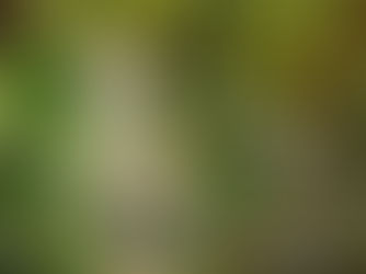 Fae Faire: The Summer Court Hunt