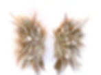 wings_edited.jpg