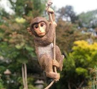 Chico the Chimpanzee 