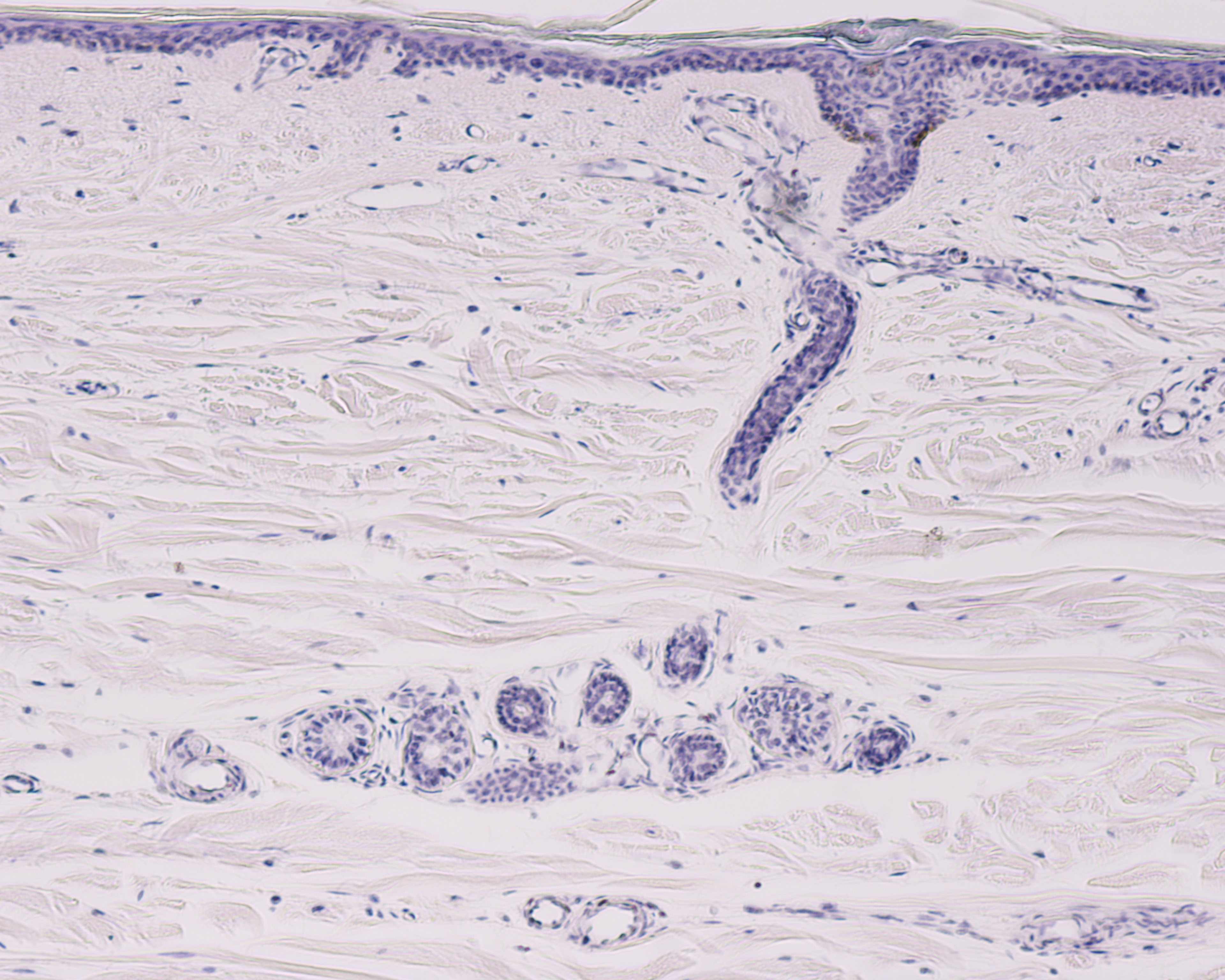 Human eccrine gland