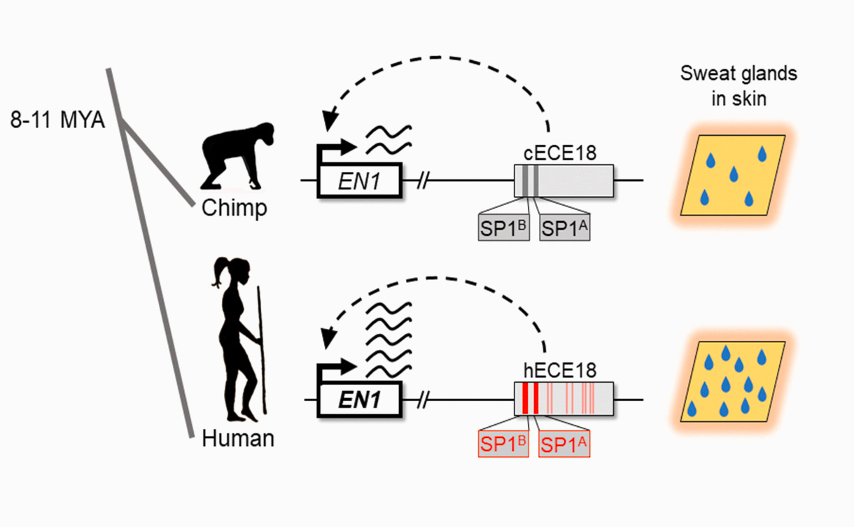 Genetic basis for the sweaty human ape