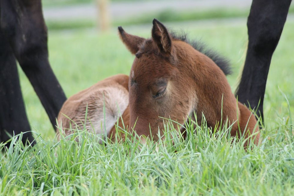 Snooze time for the foals