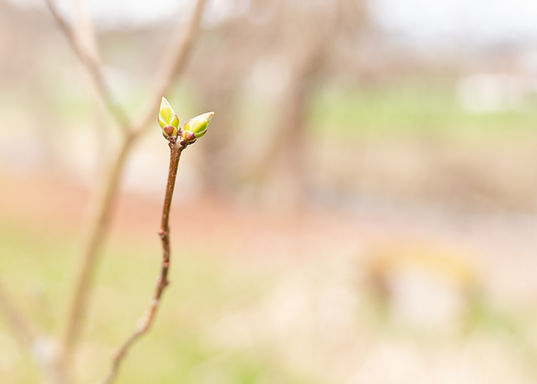 AmSteiglenbachFrühling25 (5 von 14).jpg