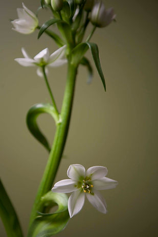 White Flowers Close Up