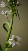 White Flowers Close Up