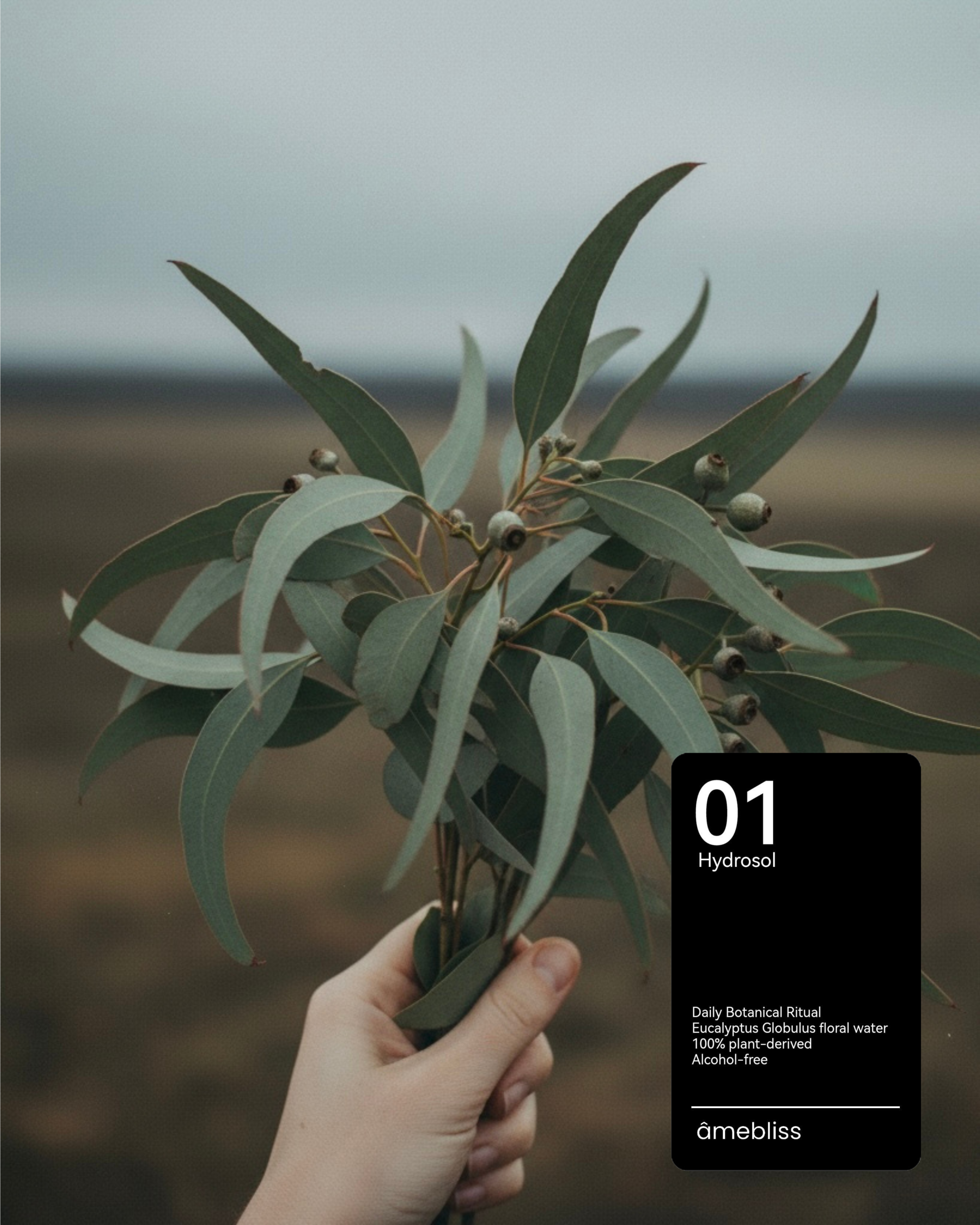 藍膠尤加利花水 - 淨化呼吸、抗感染防線 | 01 天然純露系列