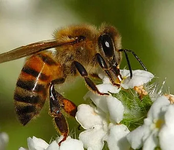 What Kind Of Bee Is It Hcba Beekeepers