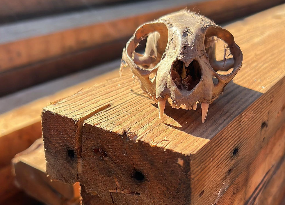 18307625761136689_edited